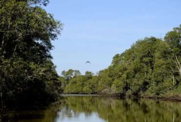 Manguezais da Área de Proteção Ambiental (APA) de Guapi-Mirim e Estação Ecológica da Guanabara, região hidrográfica da Baía de Guanabara.