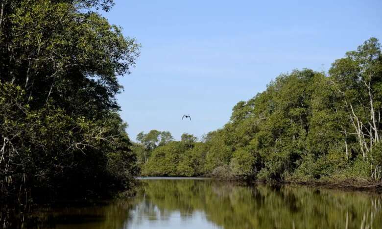 Manguezais da Área de Proteção Ambiental (APA) de Guapi-Mirim e Estação Ecológica da Guanabara, região hidrográfica da Baía de Guanabara.