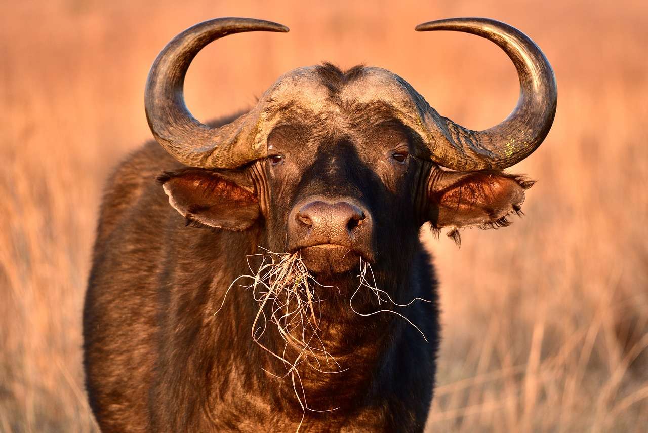 Os búfalos-africanos machos (foto) podem pesar duas vezes mais do que as fêmeas