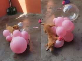 Vídeo viral: cachorrinha explode balões e conquista a internet!