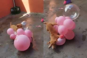 Vídeo viral: cachorrinha explode balões e conquista a internet!