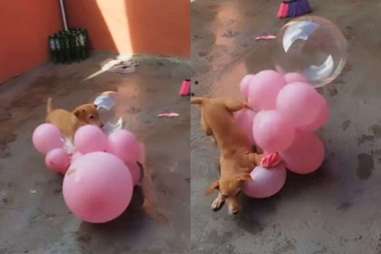 Vídeo viral: cachorrinha explode balões e conquista a internet!