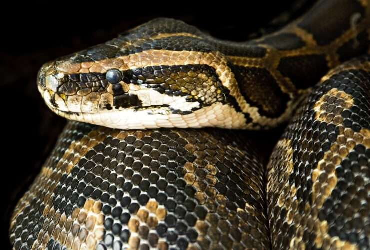 Mais uma cobra jiboia é flagrada "passeando" pela zona urbana em Mato Grosso