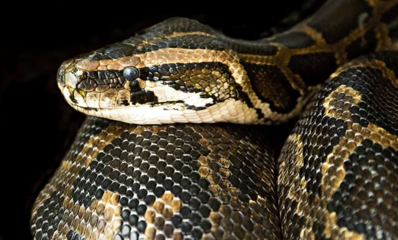 Mais uma cobra jiboia é flagrada "passeando" pela zona urbana em Mato Grosso