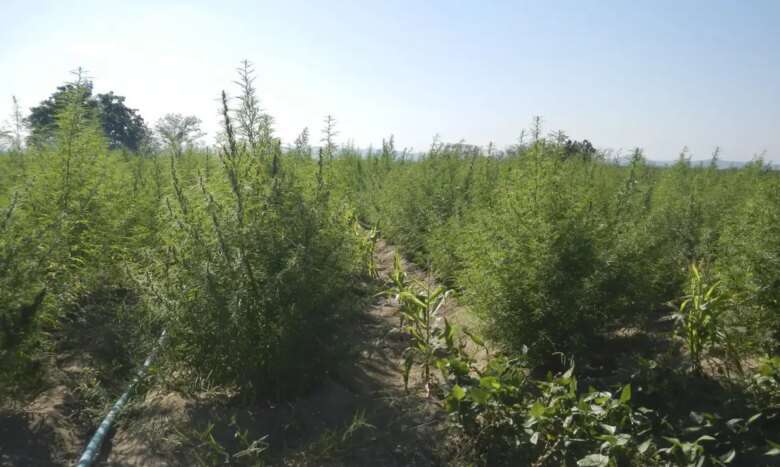 Pedra (PE) - Uma plantação com 36 mil pés de maconha foi destruída pela Polícia Federal (PF) em Pernambuco no município de Pedra (PE).