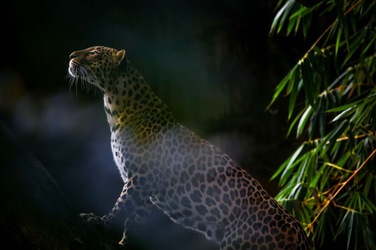 Um dos animais mais furtivos da África, o leopardo (Panthera pardus) anda em seu habitat como um fantasma.