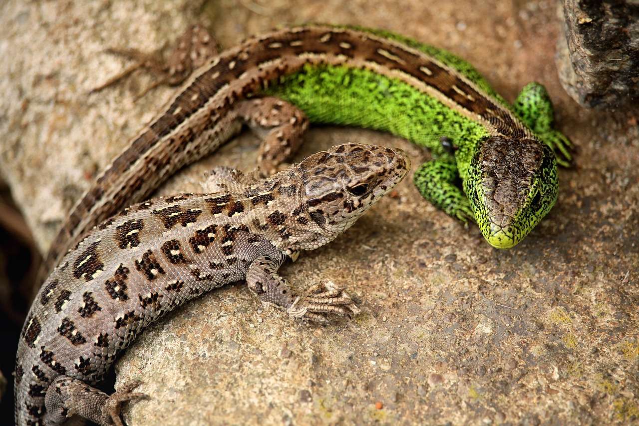 Lagartos podem ser encontrados em desertos, florestas, montanhas e até mesmo em ambientes urbanos.