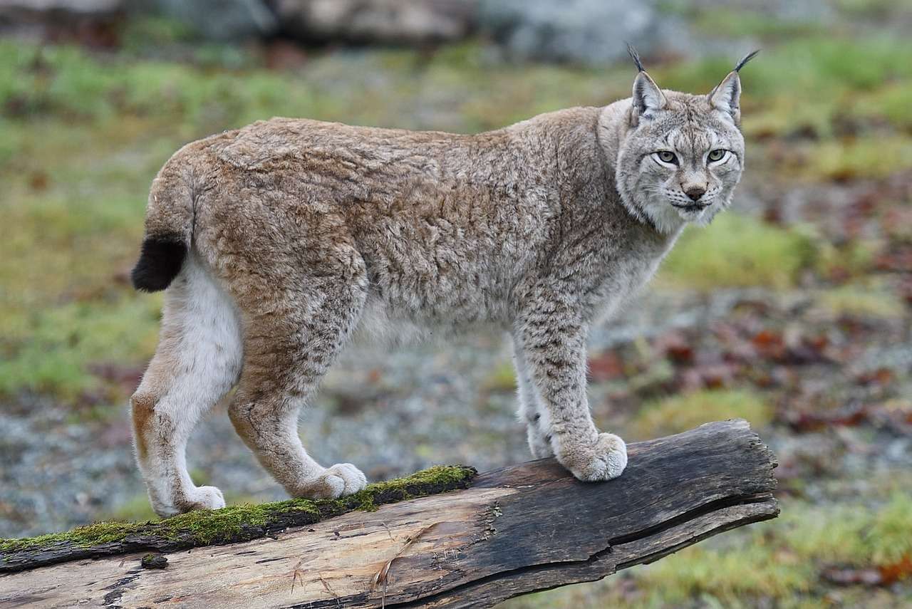 A dieta do lince-do-Canadá pode variar ao longo do ano.