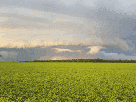 plantacao soja clima de chuva