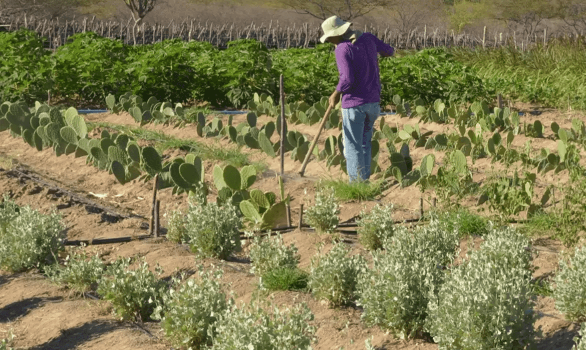 produtor rural no semiarido