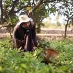 Mato Grosso avança em políticas de saúde mental para agricultores familiares