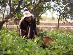 Mato Grosso avança em políticas de saúde mental para agricultores familiares