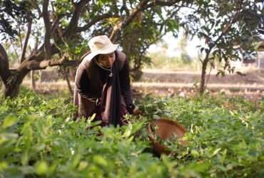 Mato Grosso avança em políticas de saúde mental para agricultores familiares