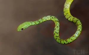 Ano da Cobra de Madeira Verde - Foto por Créditos