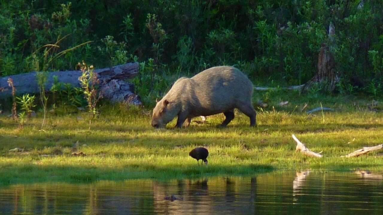 Assembleia Legislativa aprova PEC que limita criação de áreas protegidas em Mato Grosso