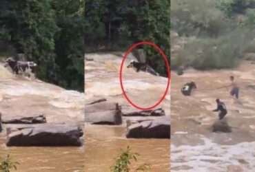 Boi despenca de cachoeira em Mato Grosso