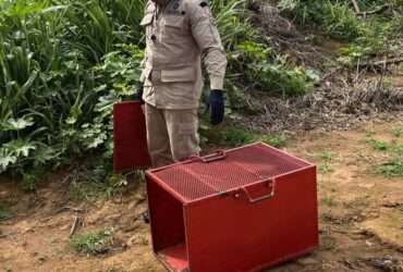 Bombeiros resgatam lagarto teiú dentro de empresa em Campo Verde