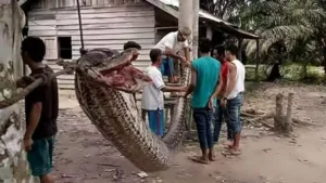 Cobra Gigante
