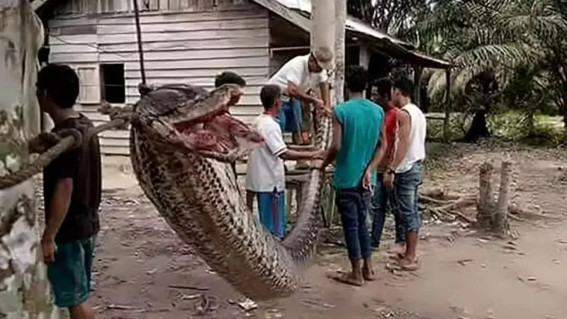 Cobra Gigante
