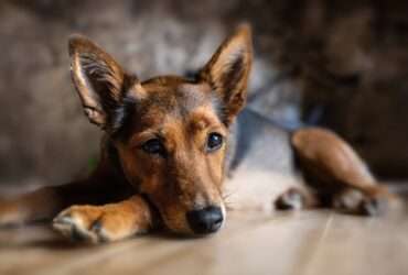 Como proteger pets do estresse causado por fogos de artifício