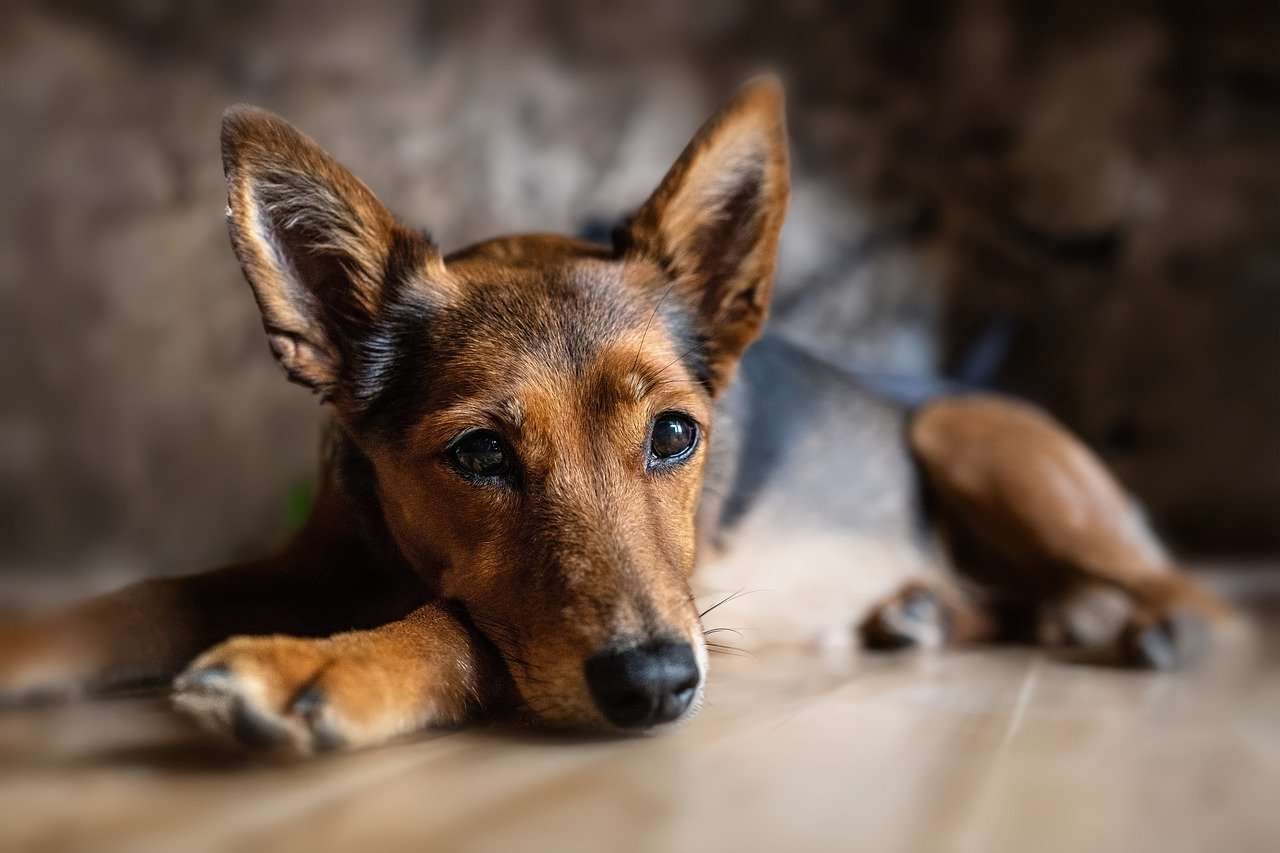 Como proteger pets do estresse causado por fogos de artifício