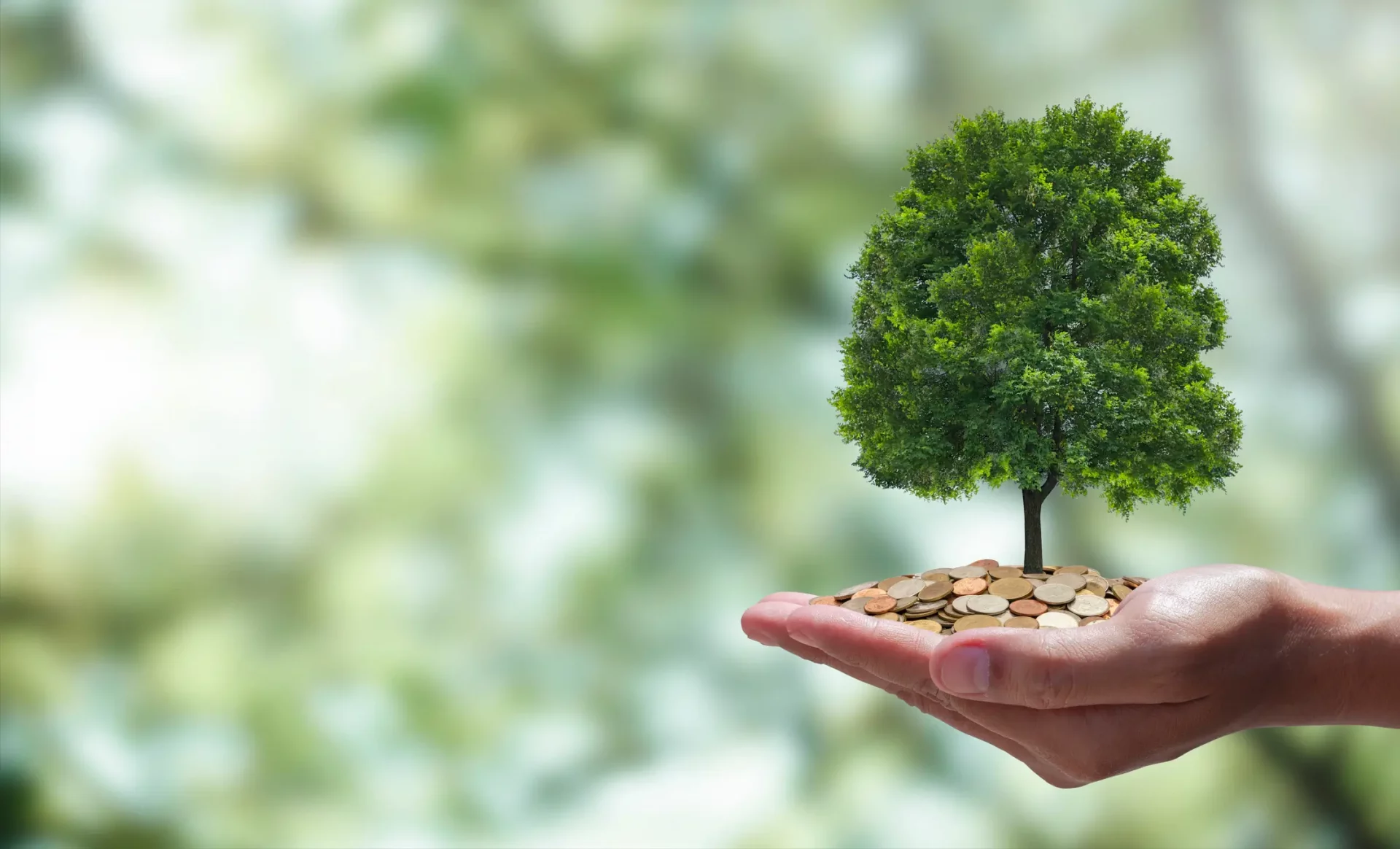 MPF investiga projetos de crédito de carbono em terras indígenas de Mato Grosso e encontra irregularidades