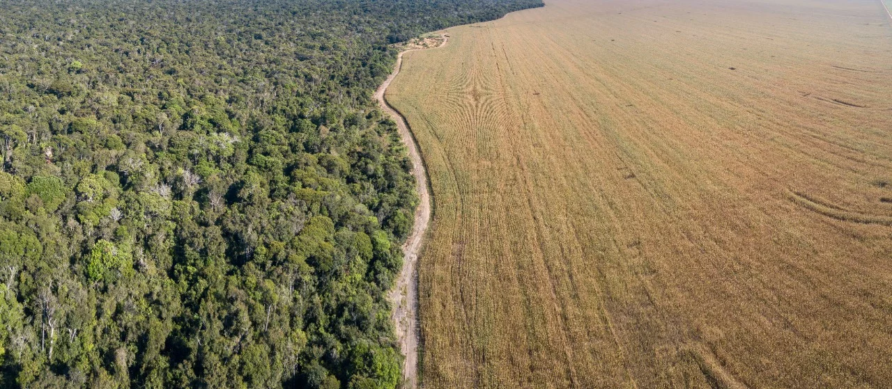 Mato Grosso perde quase 1.700 km² de floresta e lidera ranking nacional de desmatamento