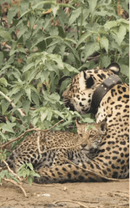 Onça-Pintada encanta com lambeijos em filhote no Pantanal; Assista ao momento emocionante