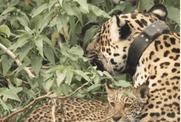 Onça-Pintada encanta com lambeijos em filhote no Pantanal; Assista ao momento emocionante