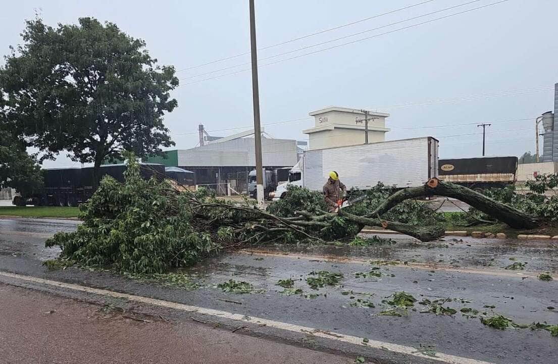 Waleska Tibaldi | CBM-MT