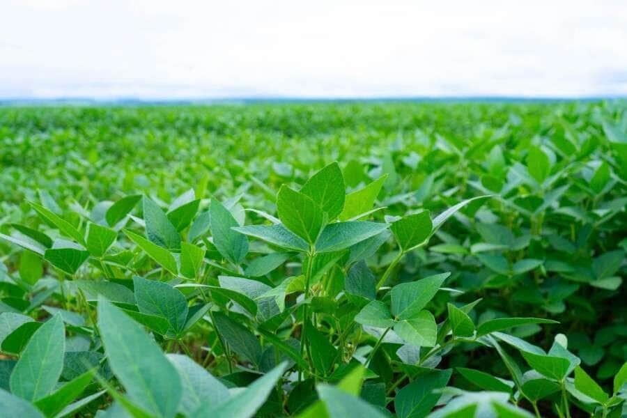 STF suspende lei contra Moratória da Soja em Mato Grosso