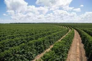 Em meio a cenário indefinido, preços do café oscilam com força