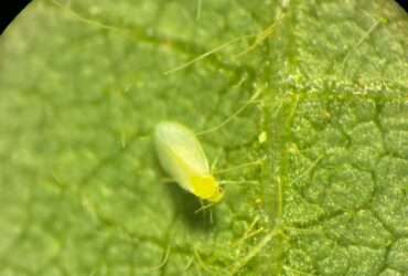 Uma das principais pragas que ocorrem nesse período, é a da mosca-branca (Bemisia tabaci), afetando a produtividade.