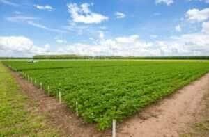 A Associação dos Produtores de Soja e Milho de Mato Grosso (Aprosoja MT) já preparou as primeiras ações de 2025, que abrem o calendário de eventos do agronegócio. E quem abre esse calendário é o professor Luiz Carlos Molion, que fará uma live com o tema “Projeções de colheita e o cenário do milho”, no dia 8 de janeiro, as 19h30 horário de Brasília, pelo Youtube da Aprosoja MT. Nos dias 15 e 16 de janeiro, acontecem as visitas técnicas do Centro Tecnológico Parecis, que fica em Campo Novo do Parecis, marcando o encontro entre produtores, pesquisadores e representantes do agro do estado. O CTECNO Parecis como é mais conhecido, foi criado pela Aprosoja MT há oito anos, e desenvolve experimentos para melhorar a produção das lavouras e atender produtores rurais em suas principais demandas no manejo de plantas em solos de textura média e arenosa. Entre os temas abordados, estão o uso de micronutrientes na cultura da soja e algumas estratégias de semeadura para melhorar a plantabilidade da soja em diferentes tipos de palhada. Outro ponto importante será a participação do professor Cimélio Bayer da UFRGS, que vai falar sobre dados de acúmulo de carbono em diferentes sistemas de produção. Vale lembrar que o CTECNO Parecis possui uma área de 86 hectares, com textura do solo variando entre 35% e 10% de argila, destinada à realização de pesquisas que auxiliem o produtor rural em áreas com essa condição. Abrindo o calendário nacional de feiras do agronegócio, a 11ª edição do Dinetec (Dia de Negócios e Tecnologias) 2025 ocorre entre os dias 15 a 17 de janeiro em Canarana, e os produtores e associados poderão contar com um estande da Aprosoja MT nos três dias de feira. Ainda em janeiro, no dia 29, será a vez do CTECNO Araguaia abrir as portas para a visita técnica em Nova Nazaré, e promete trazer atualizações importantes para os produtores de soja da região, especialmente sobre temas como a eficiência do uso de herbicidas, o manejo de água nos solos siltosos e estratégias de conservação. O CTECNO Araguaia é o único centro de pesquisa independente com foco em solos siltosos. As áreas com alto teor de silte representam mais de três milhões de hectares de áreas agricultáveis e careciam de informações técnicas e científicas. Em 2025, serão apresentados três ensaios de plantabilidade, que avaliam a resposta da cultura da soja a diferentes profundidades de semeadura, com presença e ausência de palha, e ao uso de diferentes bandas cobridoras de semente. Durante o evento, os participantes poderão acompanhar o desenvolvimento de 36 variedades de soja semeadas em duas épocas, uma no final de outubro e outra em meados de novembro, além de discutir as melhores práticas para a produção, adaptadas às condições de solos com alto teor de silte, comum no Vale do Araguaia. Já em fevereiro, a Aprosoja MT será anfitriã da Abertura Nacional da colheita da soja safra 24/25, no dia 7 de fevereiro, na Fazenda Esperança em Santa Carmem, região de Sinop. O evento que irá contar com painéis de temas relevantes como Sustentabilidade e COP 30 e Biocombustíveis e alimentos. A transmissão será realizada pelo Canal Rural, na TV e no Youtube a partir das 9h, horário de Brasília. O evento marca também a celebração dos 20 anos da Aprosoja MT, que vai homenagear personagens que marcaram a história da Associação ao longo dessas duas décadas. Vale destacar que as inscrições para o CTECNO Parecis e Araguaia já estão abertas no site da Aprosoja MT. Os eventos serão gratuitos.