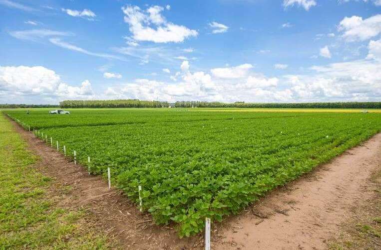 A Associação dos Produtores de Soja e Milho de Mato Grosso (Aprosoja MT) já preparou as primeiras ações de 2025, que abrem o calendário de eventos do agronegócio. E quem abre esse calendário é o professor Luiz Carlos Molion, que fará uma live com o tema “Projeções de colheita e o cenário do milho”, no dia 8 de janeiro, as 19h30 horário de Brasília, pelo Youtube da Aprosoja MT. Nos dias 15 e 16 de janeiro, acontecem as visitas técnicas do Centro Tecnológico Parecis, que fica em Campo Novo do Parecis, marcando o encontro entre produtores, pesquisadores e representantes do agro do estado. O CTECNO Parecis como é mais conhecido, foi criado pela Aprosoja MT há oito anos, e desenvolve experimentos para melhorar a produção das lavouras e atender produtores rurais em suas principais demandas no manejo de plantas em solos de textura média e arenosa. Entre os temas abordados, estão o uso de micronutrientes na cultura da soja e algumas estratégias de semeadura para melhorar a plantabilidade da soja em diferentes tipos de palhada. Outro ponto importante será a participação do professor Cimélio Bayer da UFRGS, que vai falar sobre dados de acúmulo de carbono em diferentes sistemas de produção. Vale lembrar que o CTECNO Parecis possui uma área de 86 hectares, com textura do solo variando entre 35% e 10% de argila, destinada à realização de pesquisas que auxiliem o produtor rural em áreas com essa condição. Abrindo o calendário nacional de feiras do agronegócio, a 11ª edição do Dinetec (Dia de Negócios e Tecnologias) 2025 ocorre entre os dias 15 a 17 de janeiro em Canarana, e os produtores e associados poderão contar com um estande da Aprosoja MT nos três dias de feira. Ainda em janeiro, no dia 29, será a vez do CTECNO Araguaia abrir as portas para a visita técnica em Nova Nazaré, e promete trazer atualizações importantes para os produtores de soja da região, especialmente sobre temas como a eficiência do uso de herbicidas, o manejo de água nos solos siltosos e estratégias de conservação. O CTECNO Araguaia é o único centro de pesquisa independente com foco em solos siltosos. As áreas com alto teor de silte representam mais de três milhões de hectares de áreas agricultáveis e careciam de informações técnicas e científicas. Em 2025, serão apresentados três ensaios de plantabilidade, que avaliam a resposta da cultura da soja a diferentes profundidades de semeadura, com presença e ausência de palha, e ao uso de diferentes bandas cobridoras de semente. Durante o evento, os participantes poderão acompanhar o desenvolvimento de 36 variedades de soja semeadas em duas épocas, uma no final de outubro e outra em meados de novembro, além de discutir as melhores práticas para a produção, adaptadas às condições de solos com alto teor de silte, comum no Vale do Araguaia. Já em fevereiro, a Aprosoja MT será anfitriã da Abertura Nacional da colheita da soja safra 24/25, no dia 7 de fevereiro, na Fazenda Esperança em Santa Carmem, região de Sinop. O evento que irá contar com painéis de temas relevantes como Sustentabilidade e COP 30 e Biocombustíveis e alimentos. A transmissão será realizada pelo Canal Rural, na TV e no Youtube a partir das 9h, horário de Brasília. O evento marca também a celebração dos 20 anos da Aprosoja MT, que vai homenagear personagens que marcaram a história da Associação ao longo dessas duas décadas. Vale destacar que as inscrições para o CTECNO Parecis e Araguaia já estão abertas no site da Aprosoja MT. Os eventos serão gratuitos.