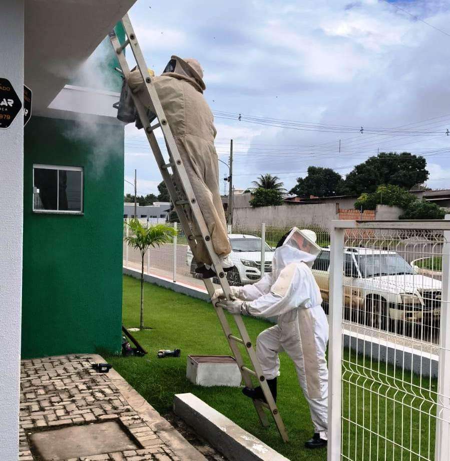 Bombeiros capturam enxame de abelhas em lar de idosos em Campo Verde