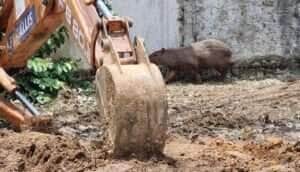 Bombeiros resgatam capivara que estava em área residencial de Sinop