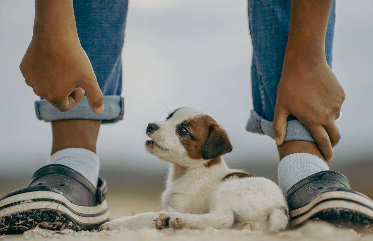 Brincadeiras que aproximam crianças e pets durante as férias