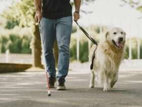 Cães-guia promovem autonomia e inclusão social