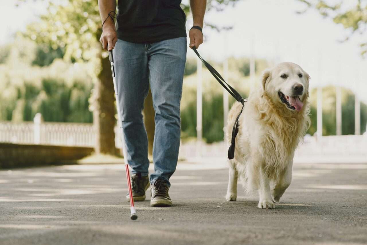 Cães-guia promovem autonomia e inclusão social