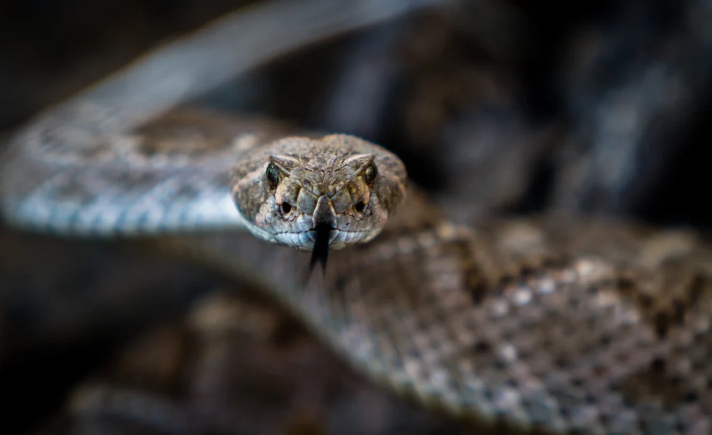 Cobra-cascavel - Fotos do Canva