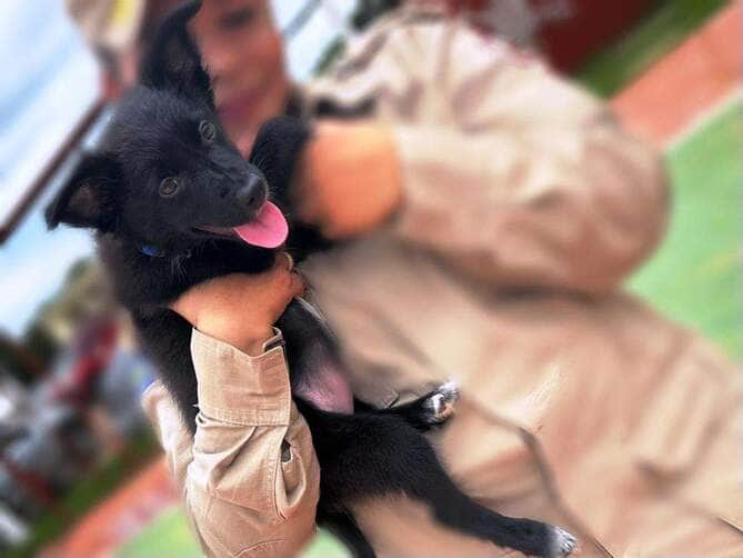 Cães-heróis: Corpo de Bombeiros de Mato Grosso ganha reforço para operações de resgate