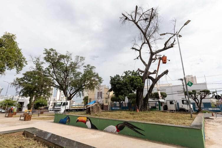 Cuiabá realiza 210 cortes e podas de árvores em 20 dias