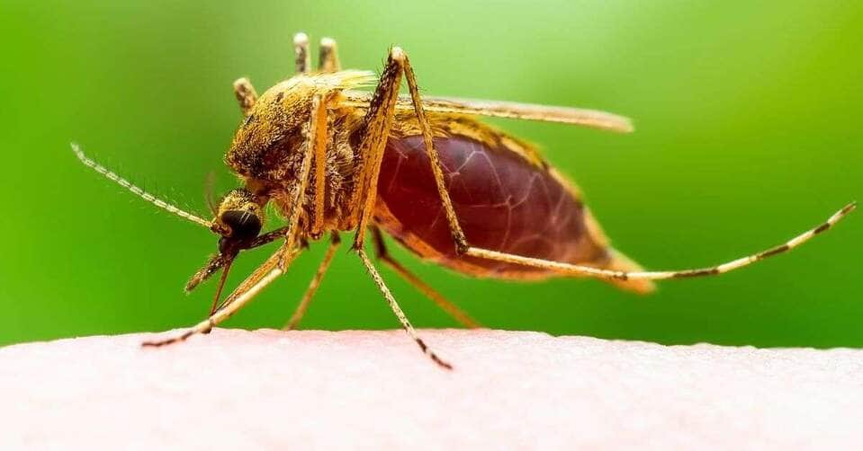 Epidemia de Chikungunya causa primeira morte de 2025 em Mato Grosso