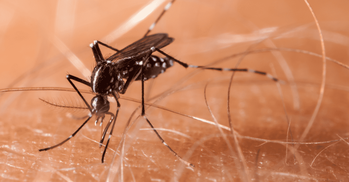 Mato Grosso concentra todas as mortes por chikungunya no Brasil em 2025