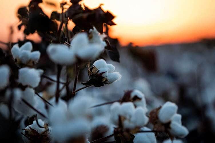 Mato Grosso conquista novos mercados e diversifica suas exportações