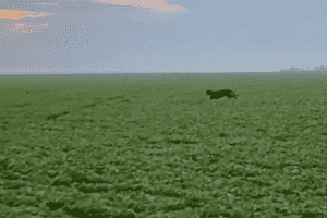 Onça-pintada é vista em área agrícola em Mato Grosso
