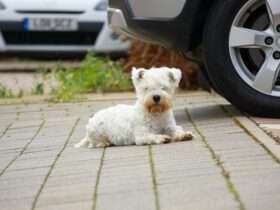 Urina de cães pode comprometer componentes do automóvel