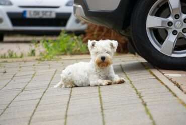 Urina de cães pode comprometer componentes do automóvel