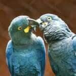 São Paulo (SP) 18/09/2024 - Zoológico de São Paulo, conseguiu reproduzir em cativeiro a espécie em extinção da Arara Azul de Lear. Foto: Paulo Pinto/Agência Brasil